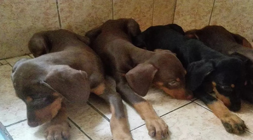 Doberman Cachorros Negros Y Rojos Raza Pura