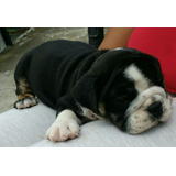 Hermosa Cachorr  Bulldog Inglés Black Tri Posible Chocolate