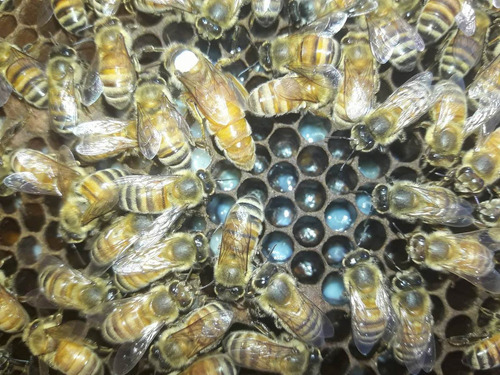 Abejas Reinas Italianas Fecundadas Cabaña Apícola   Yandi  