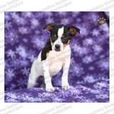 Gran Oferta Cachorros Fox Terrier Pelo Liso Ratonero Cpr Fcm