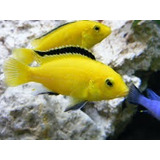 Ciclido Africano Limon O Labidochromis Caeruleus Lago Malawi