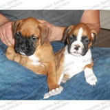 Gran Oferta Cachorros Boxer Genuinos Chatos Aptos Registro 