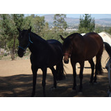 Vendo Yeguas Españolas Hijas De Caballos Con Pasaporte