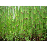 Planta De Equisetum Cola De Caballo Equiseto Exterior Tierra