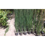 Equisetum Cola De Caballo Puertojardín