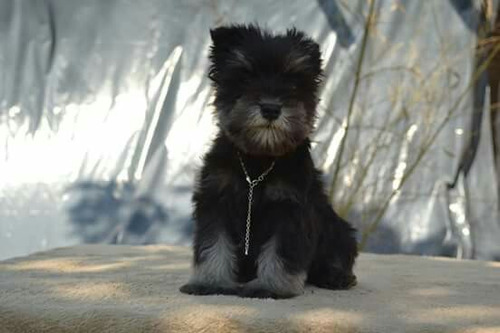 Schnauzer Mini Sal Pimienta Cachorro Macho 