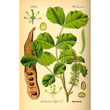 60 Semillas Algarrobo Europeo. Ceratonia Silicua. Medicinal 