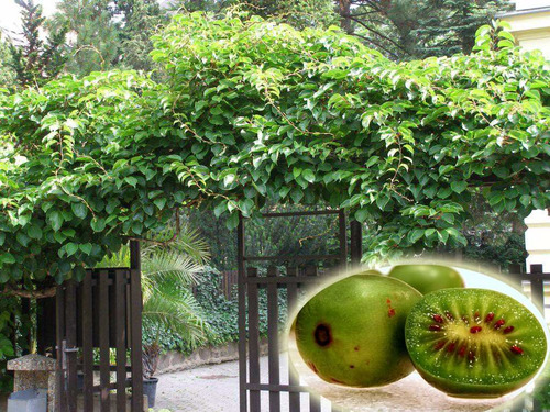 Kiwi Anão Escalador Para Vasos - Sementes Frutas Para Mudas