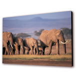 Cuadro 50x30cms Decorativo Elefante 1!!!+envío Gratis