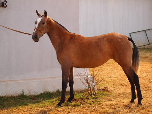 Yegua Española Raza Pre Dara Buenos Caballos Españoles