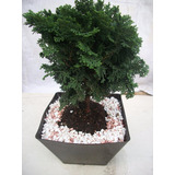 Bonsai Autentico Hynoki Japones