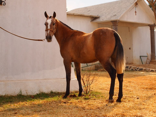 Yegua Española Raza Pre Dara Buenos Caballos Españoles