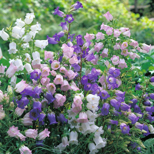 Semillas De Campanula Canterbury Mix De Colores