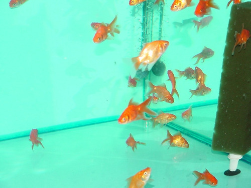 Goldfish Chico Surtido Oferta En Mundo Acuatico
