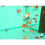 Goldfish Chico Surtido Oferta En Mundo Acuatico