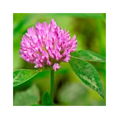 1 Kg Semillas Trebol Rojo Var. Kenland - Trifolium Pratense | Envío gratis