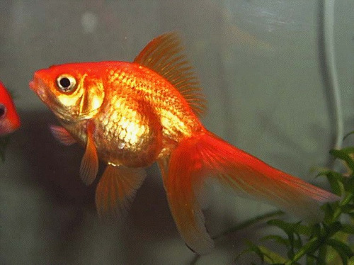Goldfish Chico Surtido Promocion Por Mundo Acuatico
