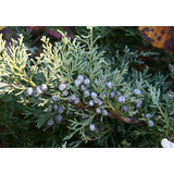 50 Semillas De Enebro - Juniperus Communis -  Codigo 934