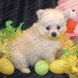 Gran Oferta Cachorros Pomerania Zorritos Aptos Registro Fcm