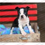 Gran Oferta Cachorros Boston Terrier Genuinos Registro Fcm