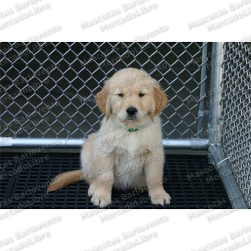 Gran Oferta Cachorros Golden Retriever Dorados Apto Registro