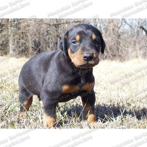 Gran Oferta Cachorros Dobermann Seguridad Aptos Registro Fcm