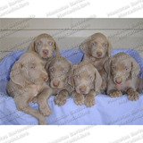 Gran Oferta Cachorros Braco D Weimar Weimaraner Registro Fcm