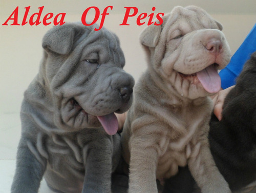 Cachorros Shar Pei  ºº Criadero Aldea Of Peis