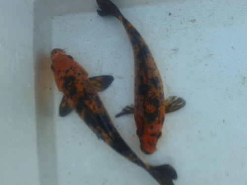 Peces Carpas Koi Brillantes, Veliferas 15 Cm