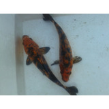 Peces Carpas Koi Brillantes, Veliferas 15 Cm