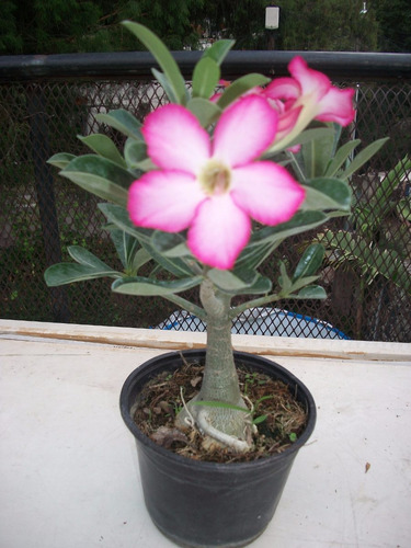 Rosa Del Desierto (planta)