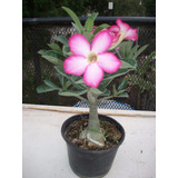 Rosa Del Desierto (planta)
