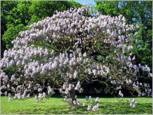 300 Sementes Kiri Paulownia Tomentosa -  Colheita Própria!!!