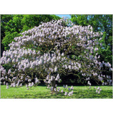 300 Sementes Kiri Paulownia Tomentosa -  Colheita Própria!!!