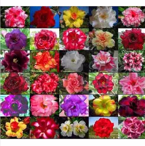 100 Sementes Mix Rosa Do Deserto Adenium Obesum (30 Cores)