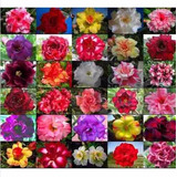 100 Sementes Mix Rosa Do Deserto Adenium Obesum (30 Cores)