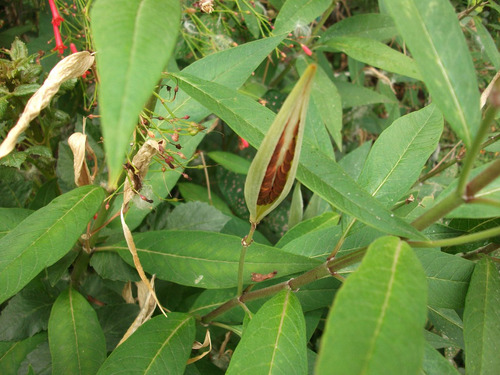 50 Semillas De Asclepia - Planta Que Atrae Mariposa Monarca