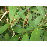 50 Semillas De Asclepia - Planta Que Atrae Mariposa Monarca