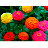 Zinnia Lilliput Mix Zinnias Zinia Zinias Flor Sementes