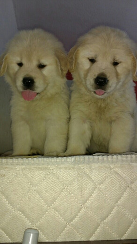 Golden Retriever Machos E Femeas