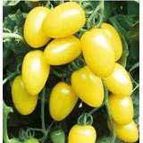 100 Sementes De Tomate Pera Amarelo