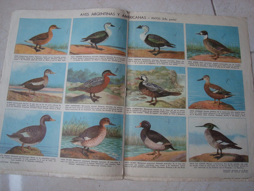 Patos Aves Argentinas Y Americanas 2 Parte Poster Lamina