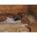 Cachorritos Bullmastiff Con Fca.  Disponible Para Entrega 