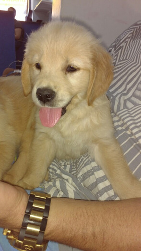 Golden Retriever Lindos Filhotes