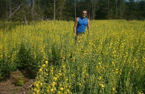 200 Sementes De Crotalaria Contra Zika, Dengue E Mosquitos