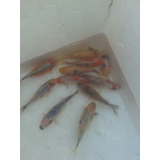 Peces Carpas Koi Brillantes, Veliferas 4 Cm 