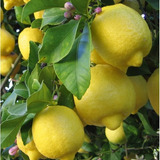 Árbol De Limón Sutil Citrus Limon 4 Estaciones