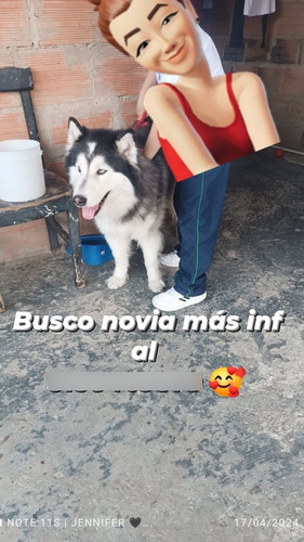 Hermoso Alaska Malamute Para Monta Sur De Bogotá Molinos