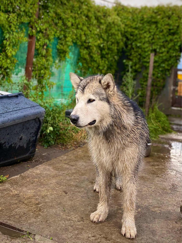 Cachorros Perros Lobo Original Pedigree Alaska Malamute