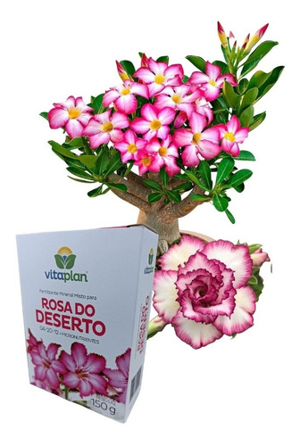 Fertilizante Adubo Rosa Do Deserto 04-20-12 Vitaplan 150g